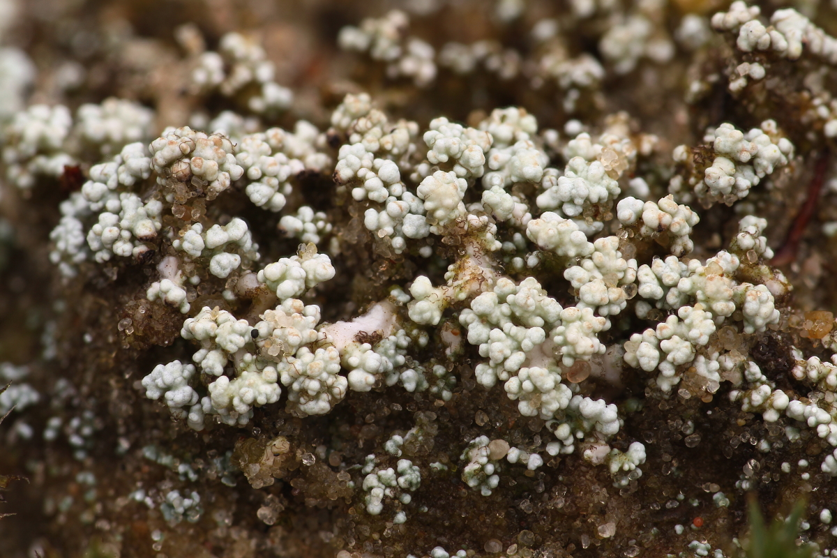 Stereocaulon condensatum (door Klaas van der Veen)