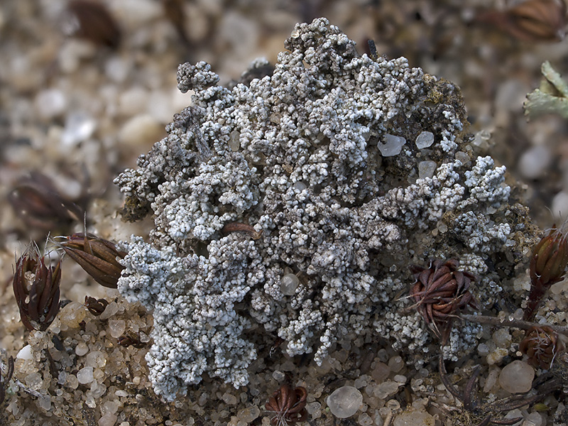 Stereocaulon condensatum (door Bart Horvers)