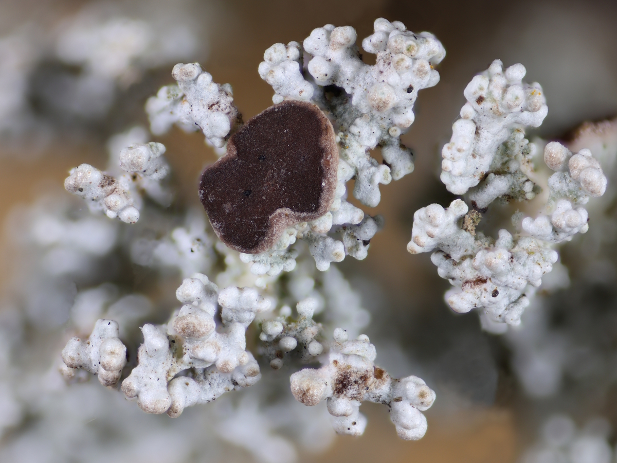 Stereocaulon dactylophyllum (door Henk-Jan van der Kolk)