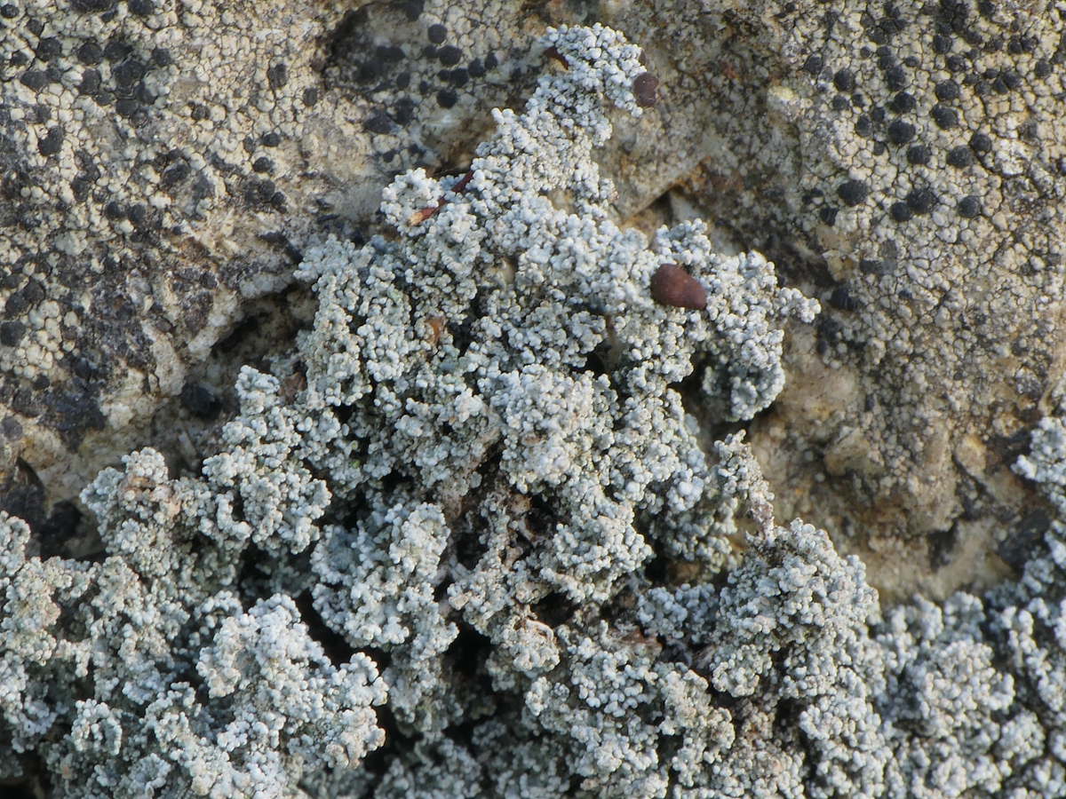 Stereocaulon dactylophyllum (door Henk-Jan van der Kolk)