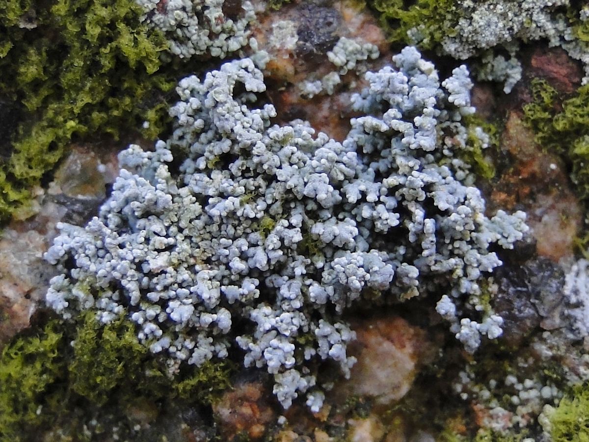 Stereocaulon evolutum (door Henk-Jan van der Kolk)