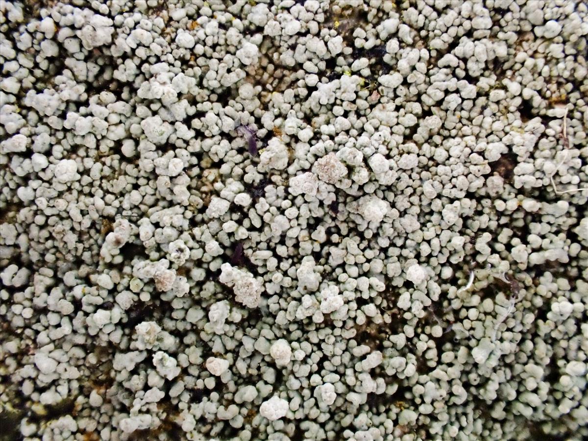 Stereocaulon pileatum (door Arne van Wingerden)