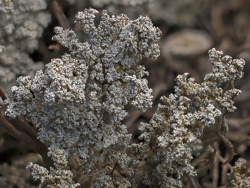 Stereocaulon saxatile (door Bart Horvers)