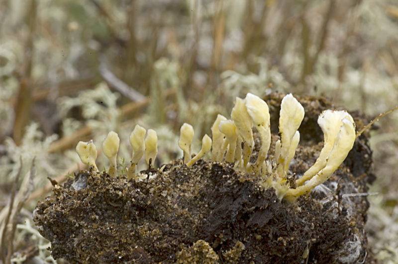 Stereopsis vitellina (door Nico Dam)