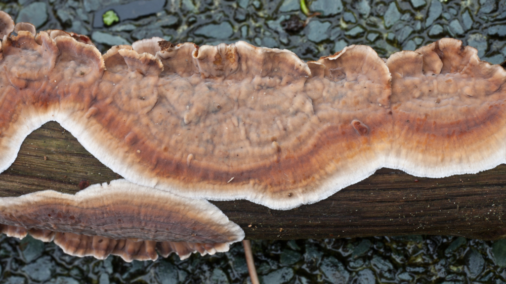 Stereum gausapatum (door Aldert Gutter)