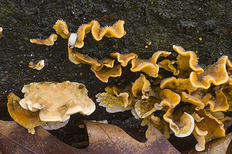 Stereum hirsutum (door Nico Dam)