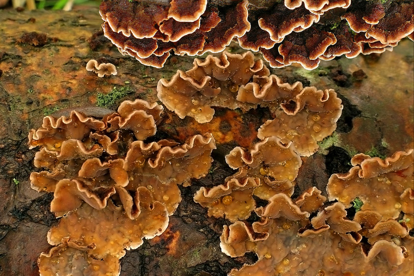 Stereum gausapatum (door Henk Huijser)