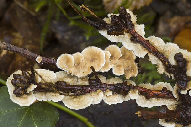 Stereum ochraceoflavum (door Nico Dam)