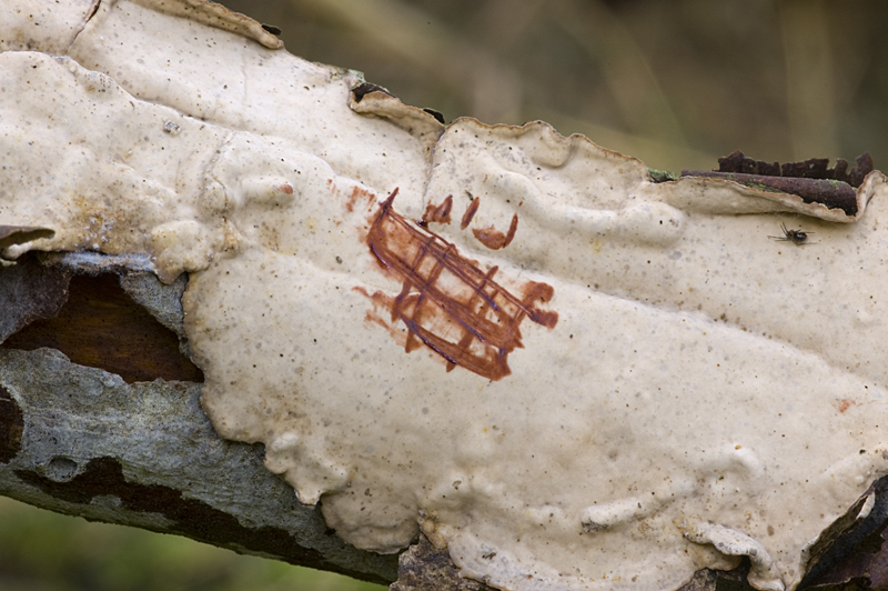 Stereum rugosum (door Nico Dam)