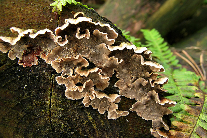 Stereum sanguinolentum (door Henk Huijser)