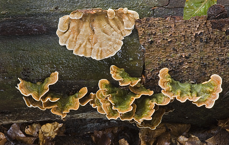 Stereum subtomentosum (door Nico Dam)