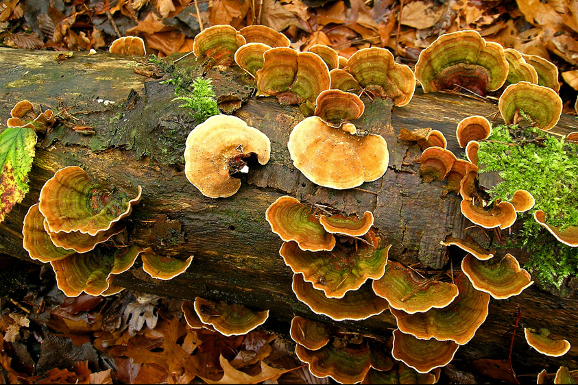 Stereum subtomentosum (door Henk Huijser)