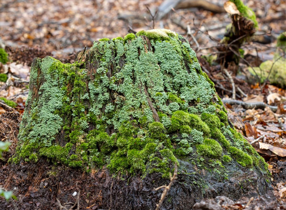 Cladonia polydactyla (door Jan Vogel)