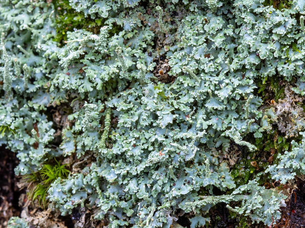 Cladonia polydactyla (door Jan Vogel)