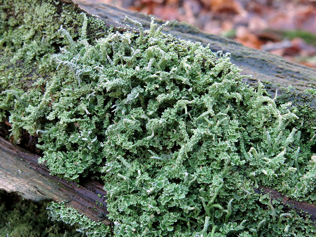 Cladonia polydactyla (door Gerwin van de Maat)