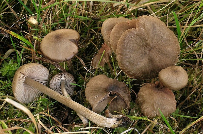 Entoloma conferendum (door Henk Huijser)