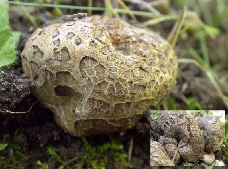 Octaviania asterosperma (door Emma van den Dool)