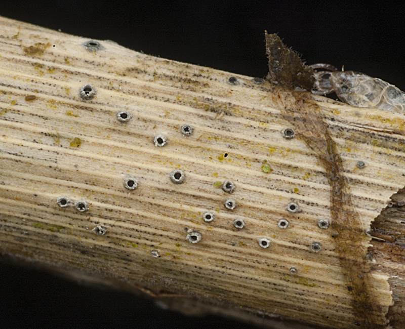 Stictis arundinacea (door Nico Dam)