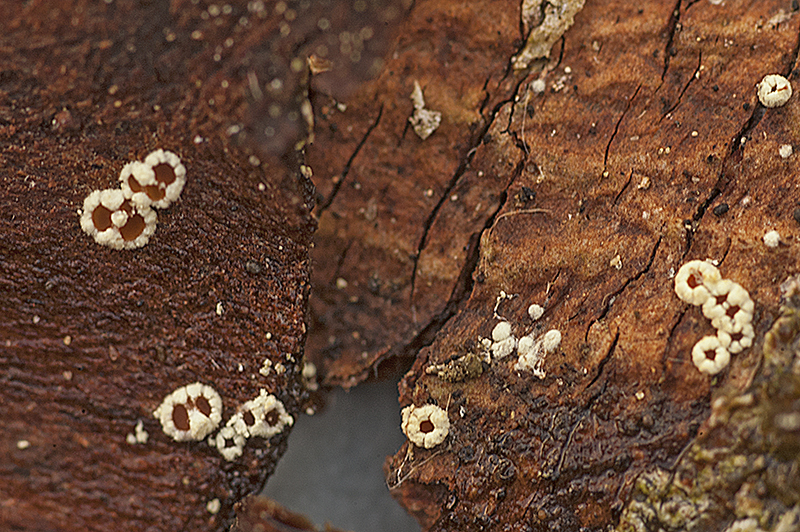 Schmitzomia radiata (door Nico Dam)