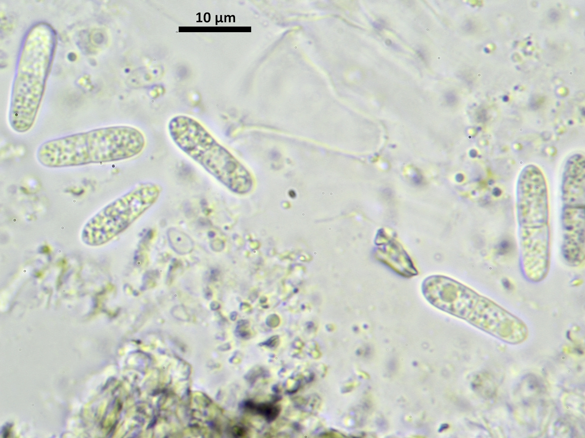 Stigmidium marinum (door Henk-Jan van der Kolk)