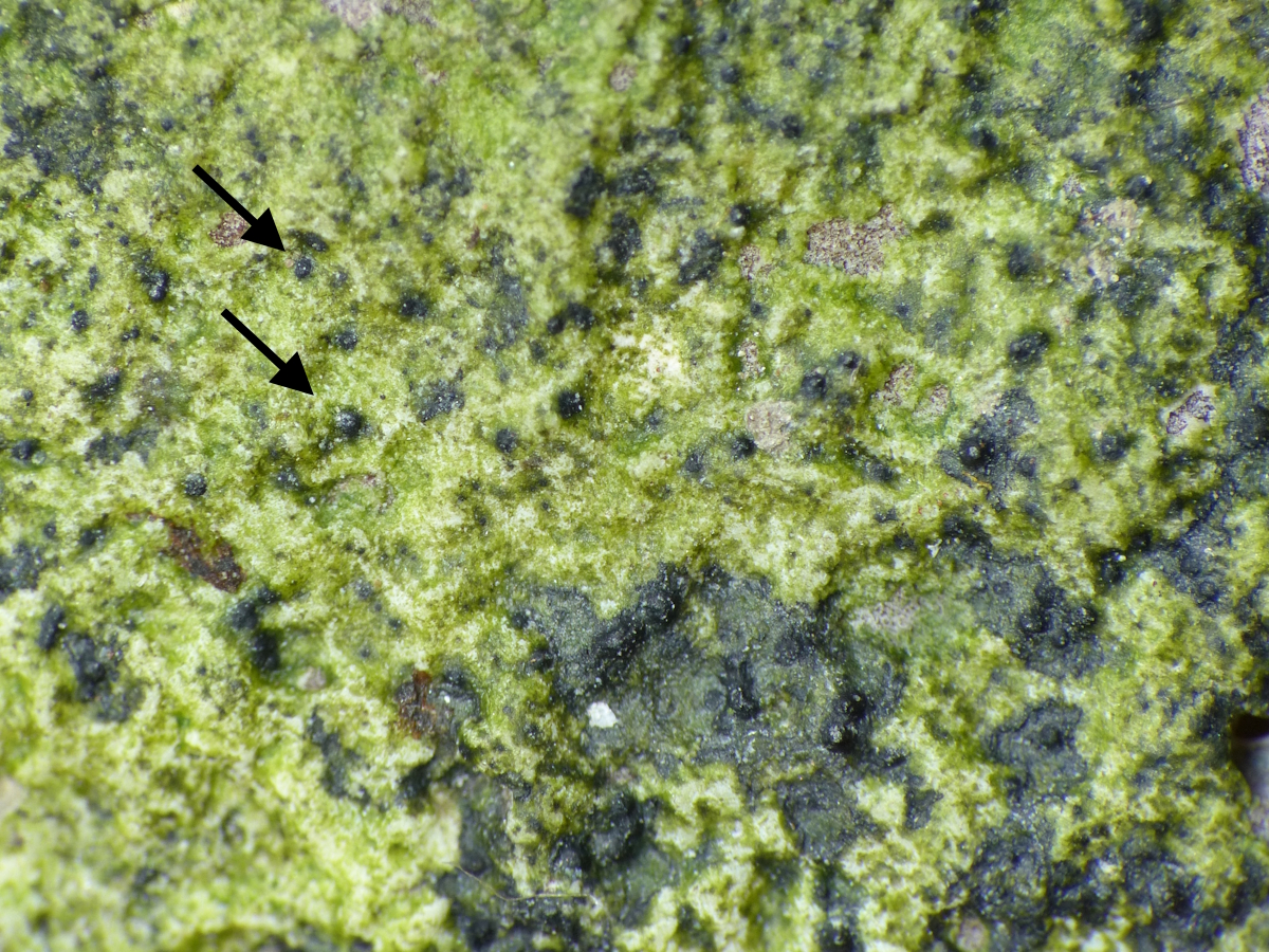 Stigmidium marinum (door Henk-Jan van der Kolk)