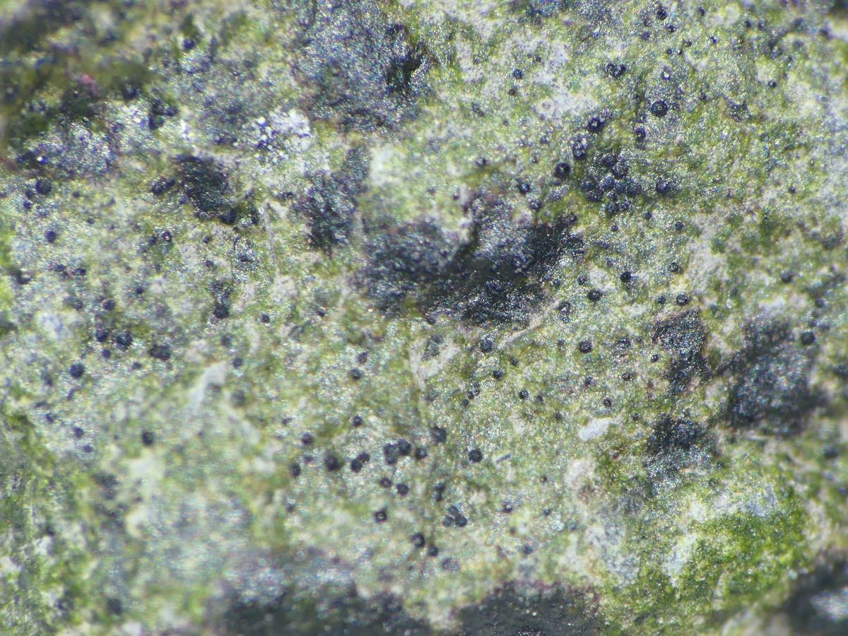 Stigmidium marinum (door Henk-Jan van der Kolk)