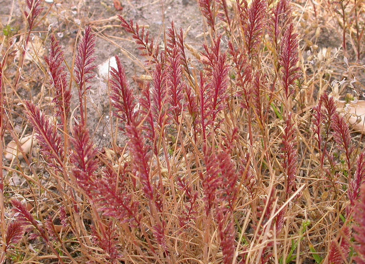 Catapodium rigidum (door Peter Meininger)