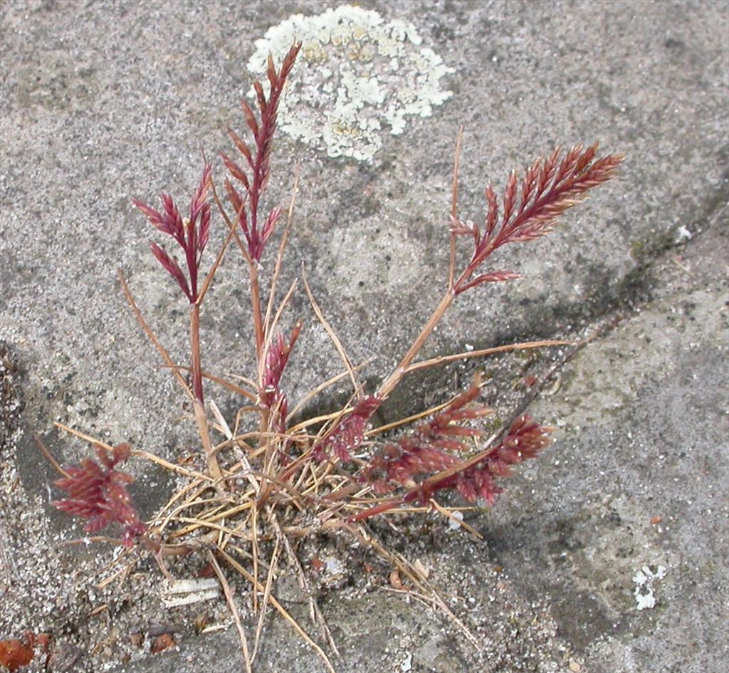 Catapodium rigidum (door Peter Meininger)