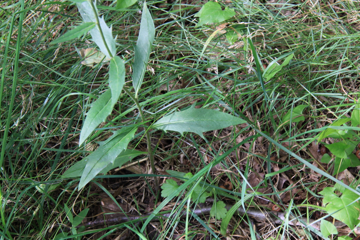 Hieracium sect. Tridentata (door Peter Meininger)