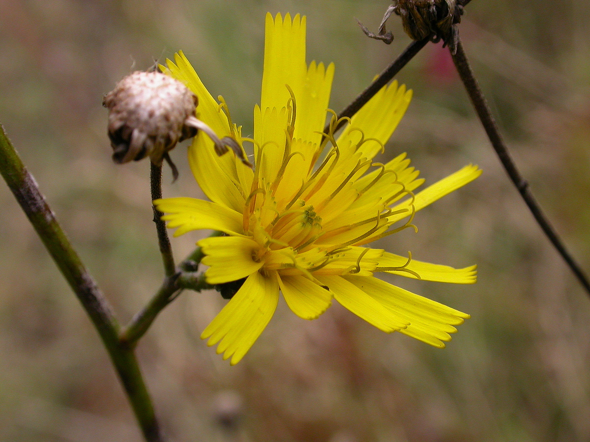 Hieracium nemorivagum (door Peter Meininger)