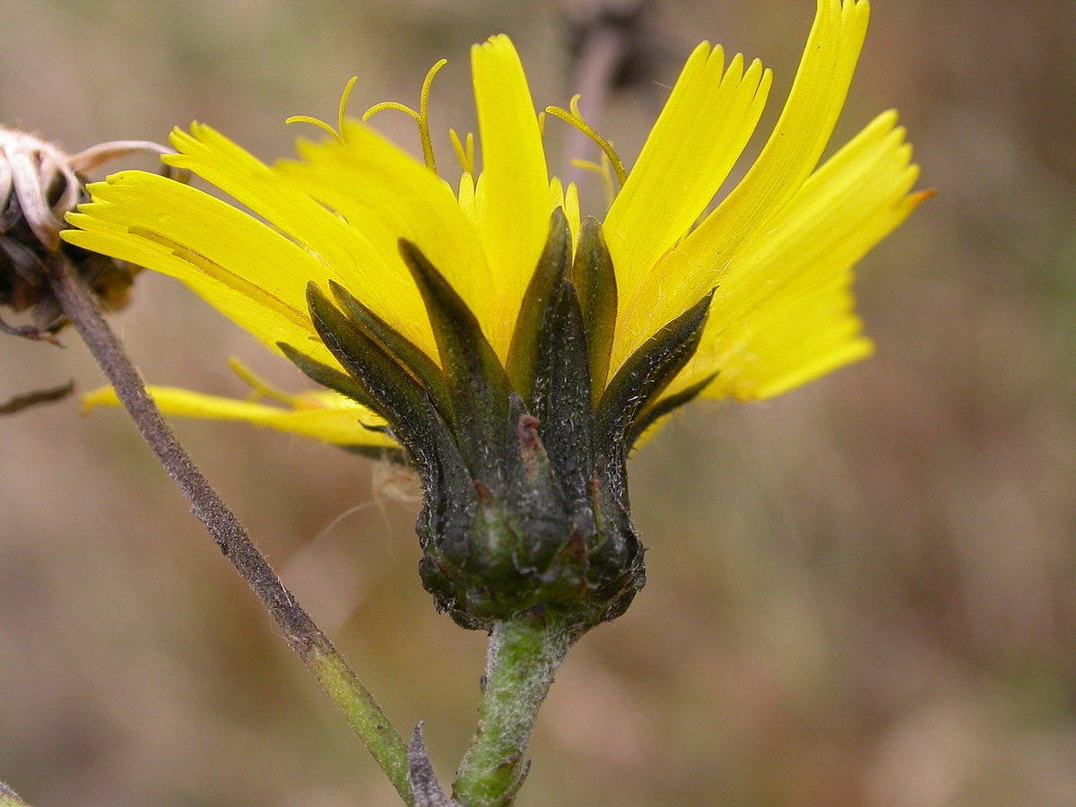 Hieracium nemorivagum (door Peter Meininger)