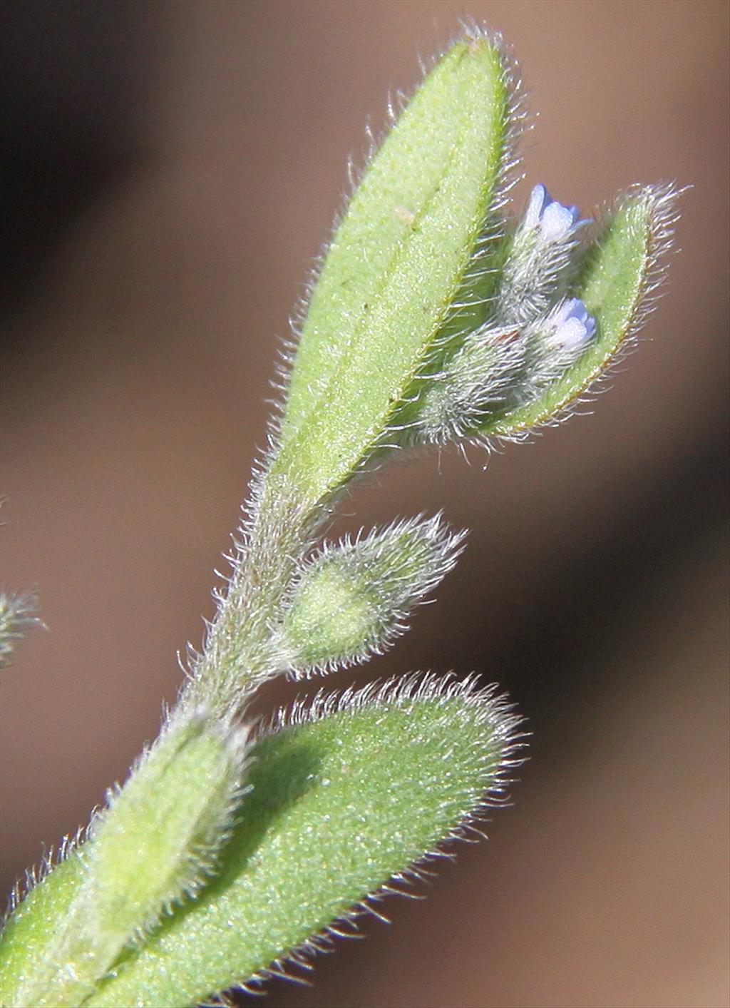 Myosotis stricta (door Peter Meininger)