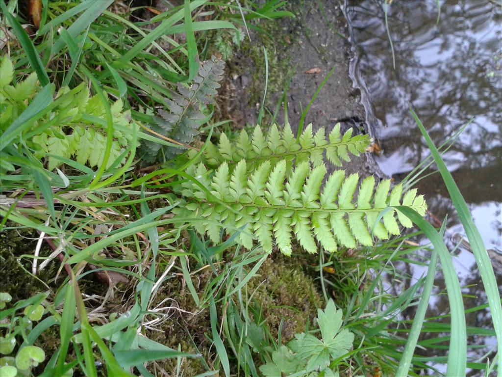 Polystichum aculeatum (door Edwin Dijkhuis)