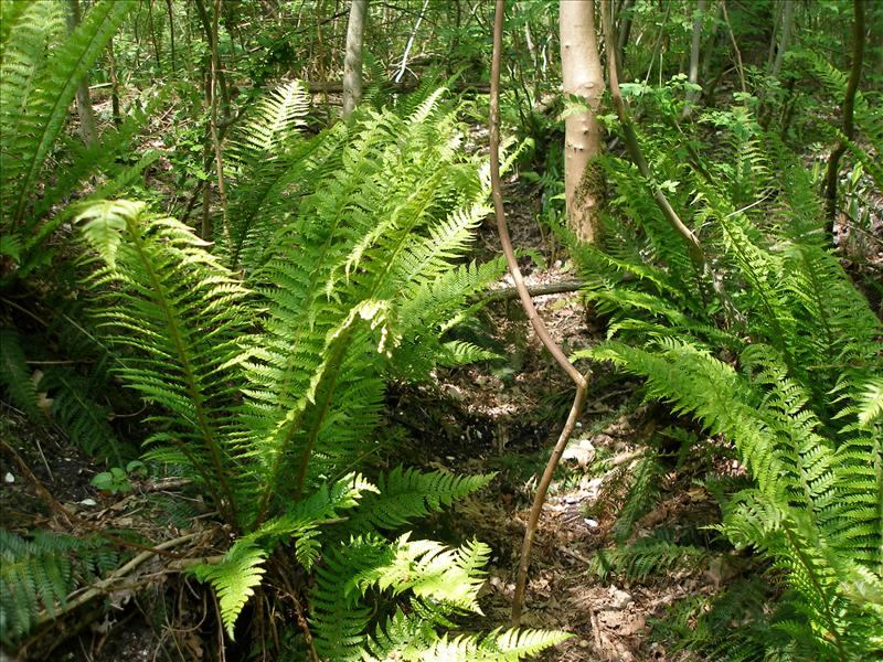 Polystichum aculeatum (door Piet Bremer )