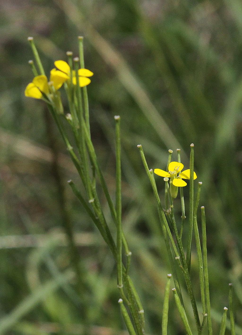 Erysimum virgatum (door Peter Meininger)