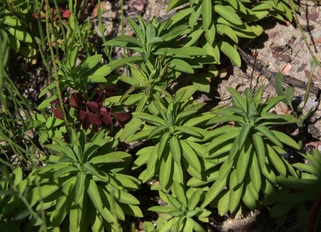 Euphorbia stricta (door Peter Meininger)