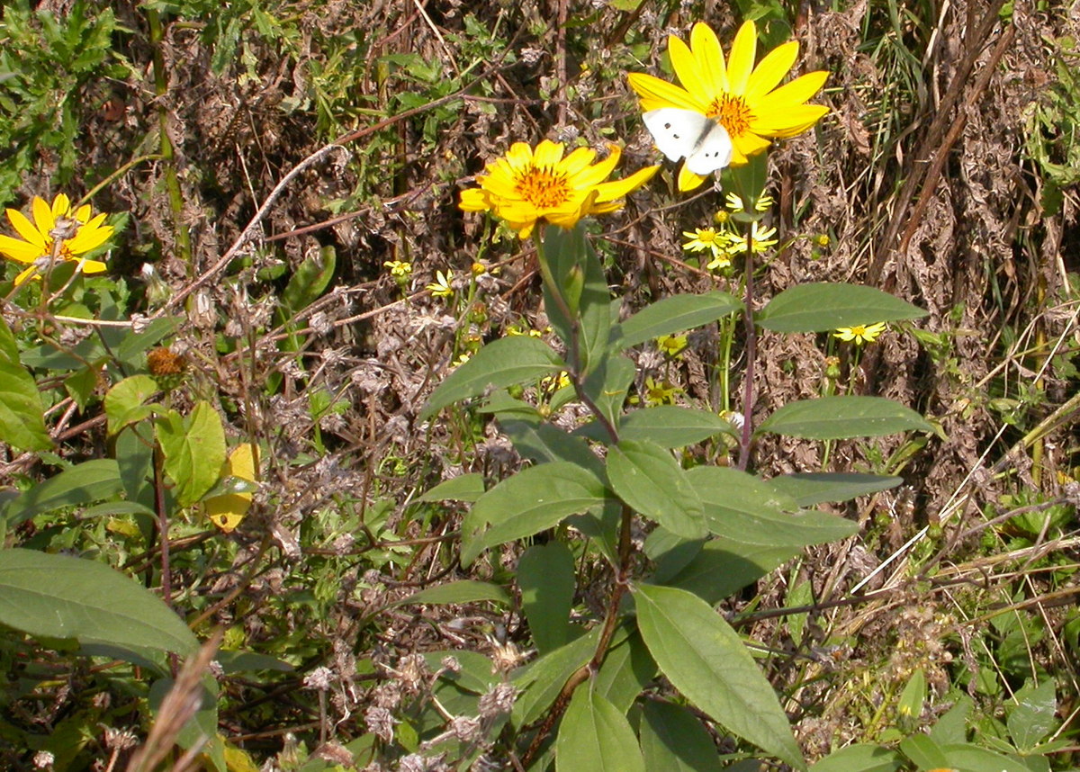 Helianthus x laetiflorus (door Peter Meininger)