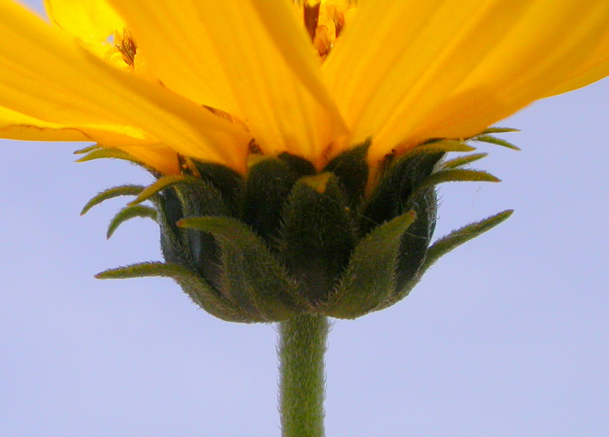 Helianthus x laetiflorus (door Peter Meininger)