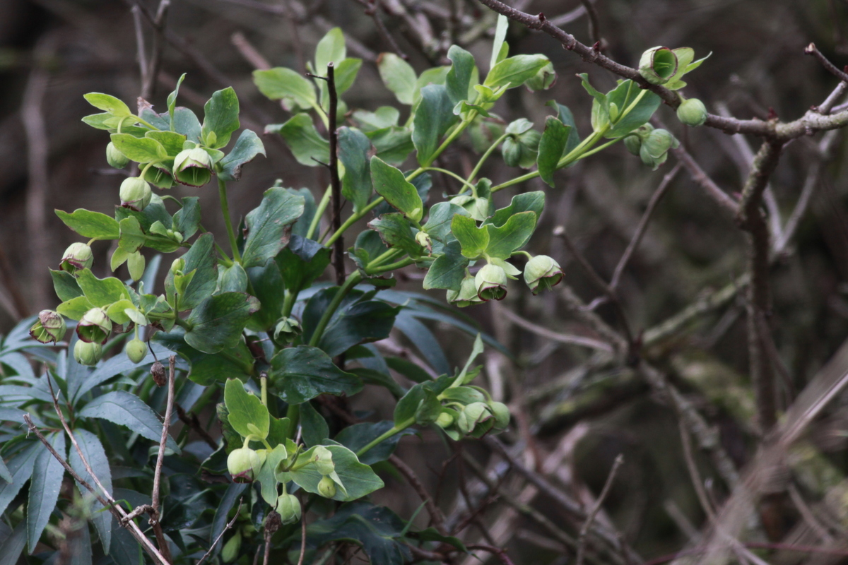 Helleborus foetidus (door Peter Meininger)