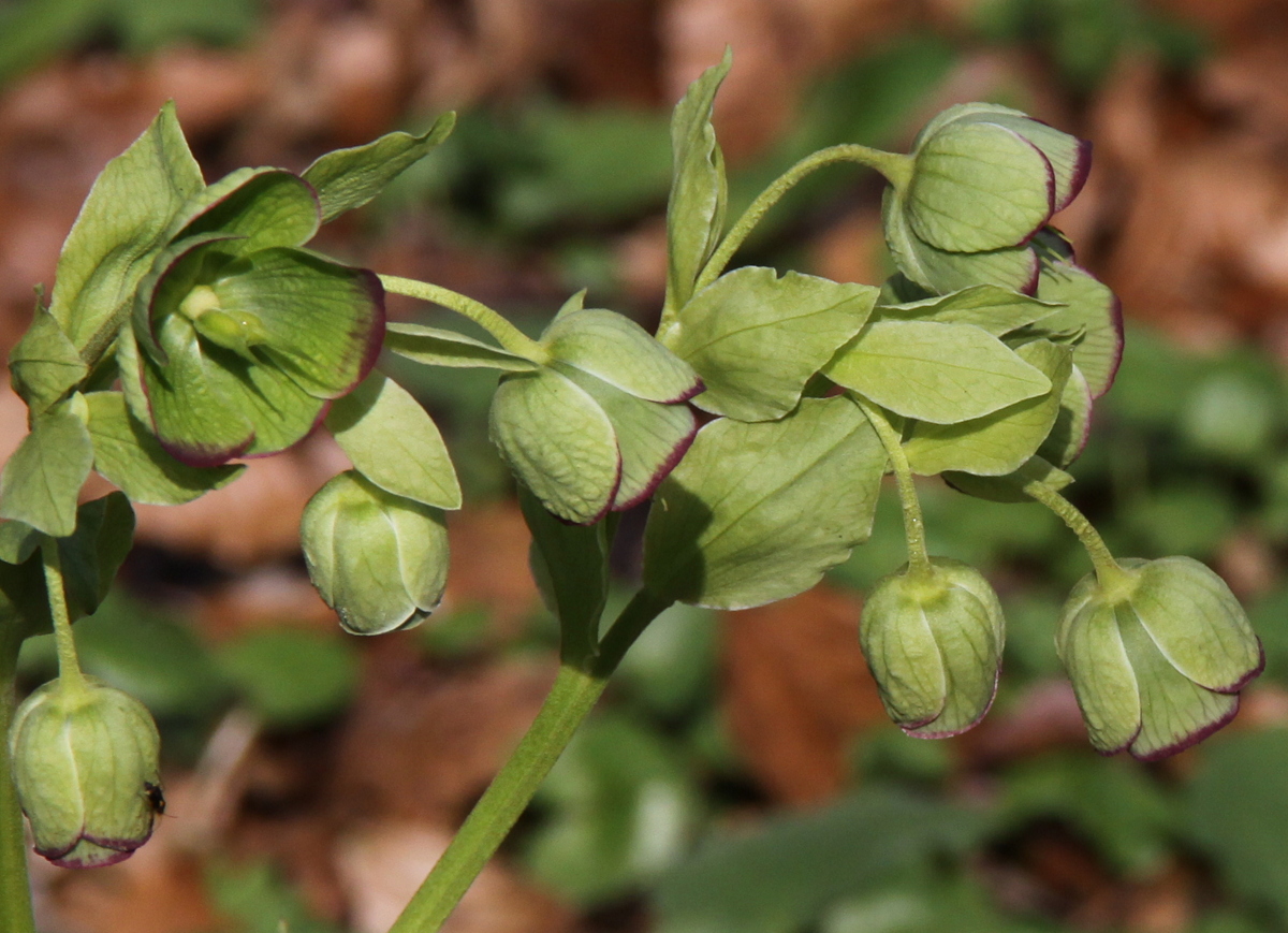 Helleborus foetidus (door Peter Meininger)