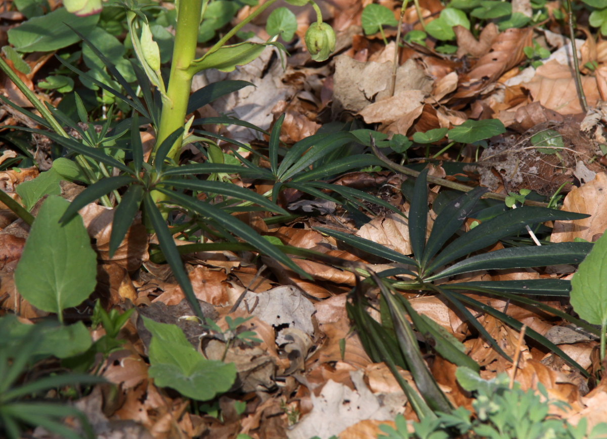 Helleborus foetidus (door Peter Meininger)