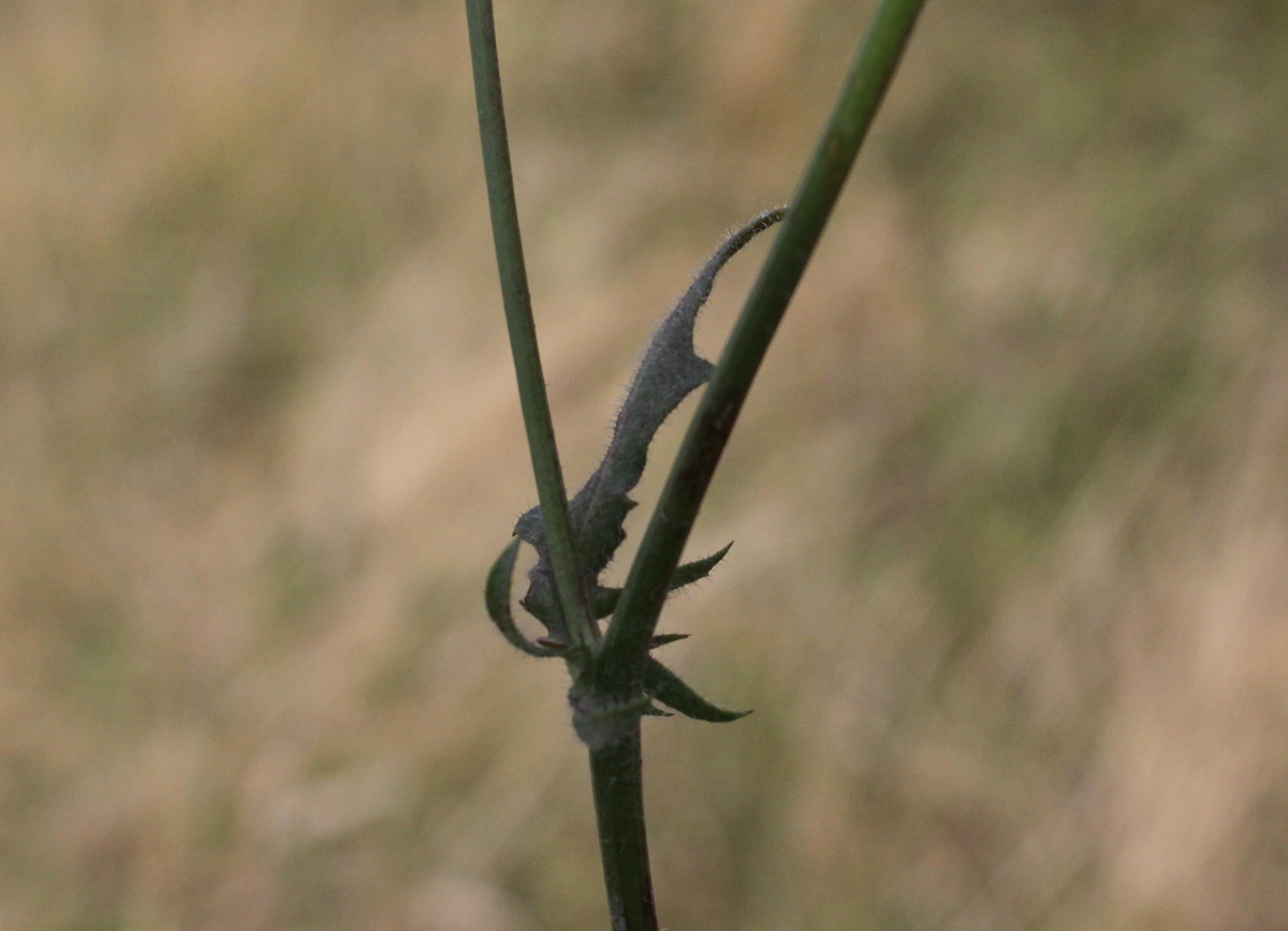 Crepis foetida (door Peter Meininger)