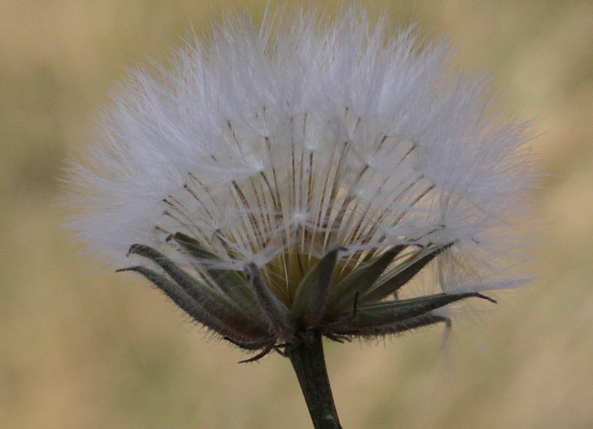 Crepis foetida (door Peter Meininger)