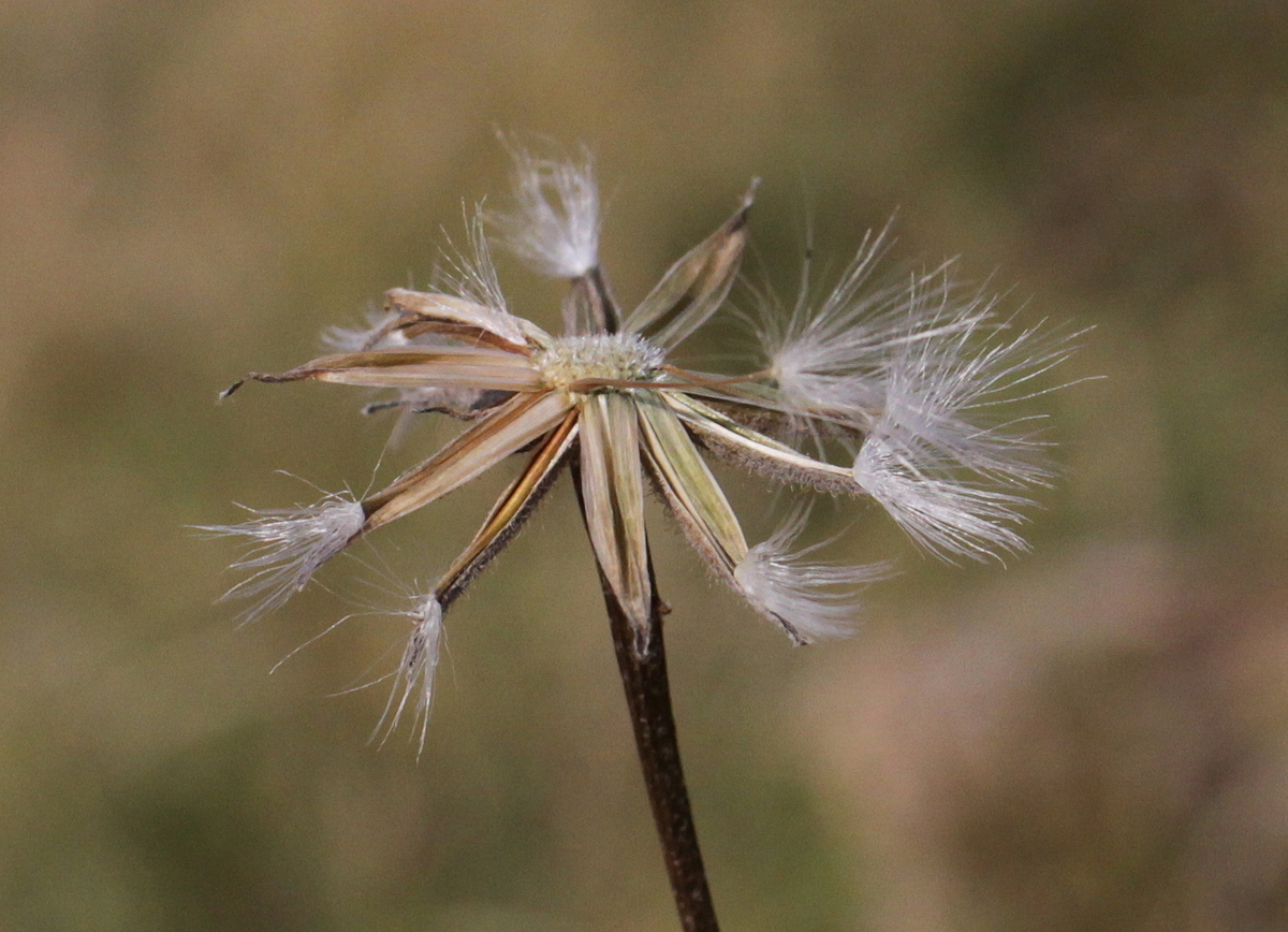 Crepis foetida (door Peter Meininger)