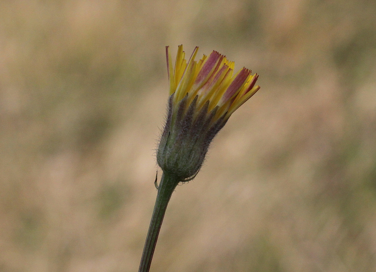 Crepis foetida (door Peter Meininger)