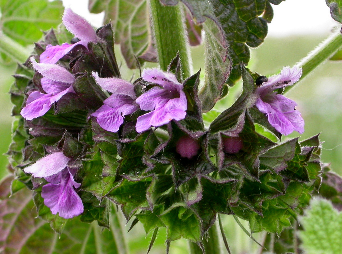 Ballota nigra subsp. meridionalis (door Peter Meininger)