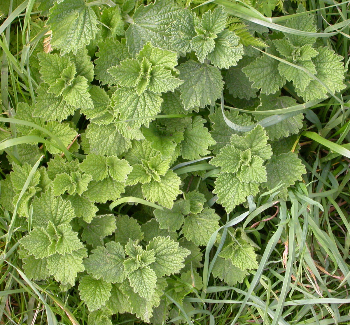 Ballota nigra subsp. meridionalis (door Peter Meininger)