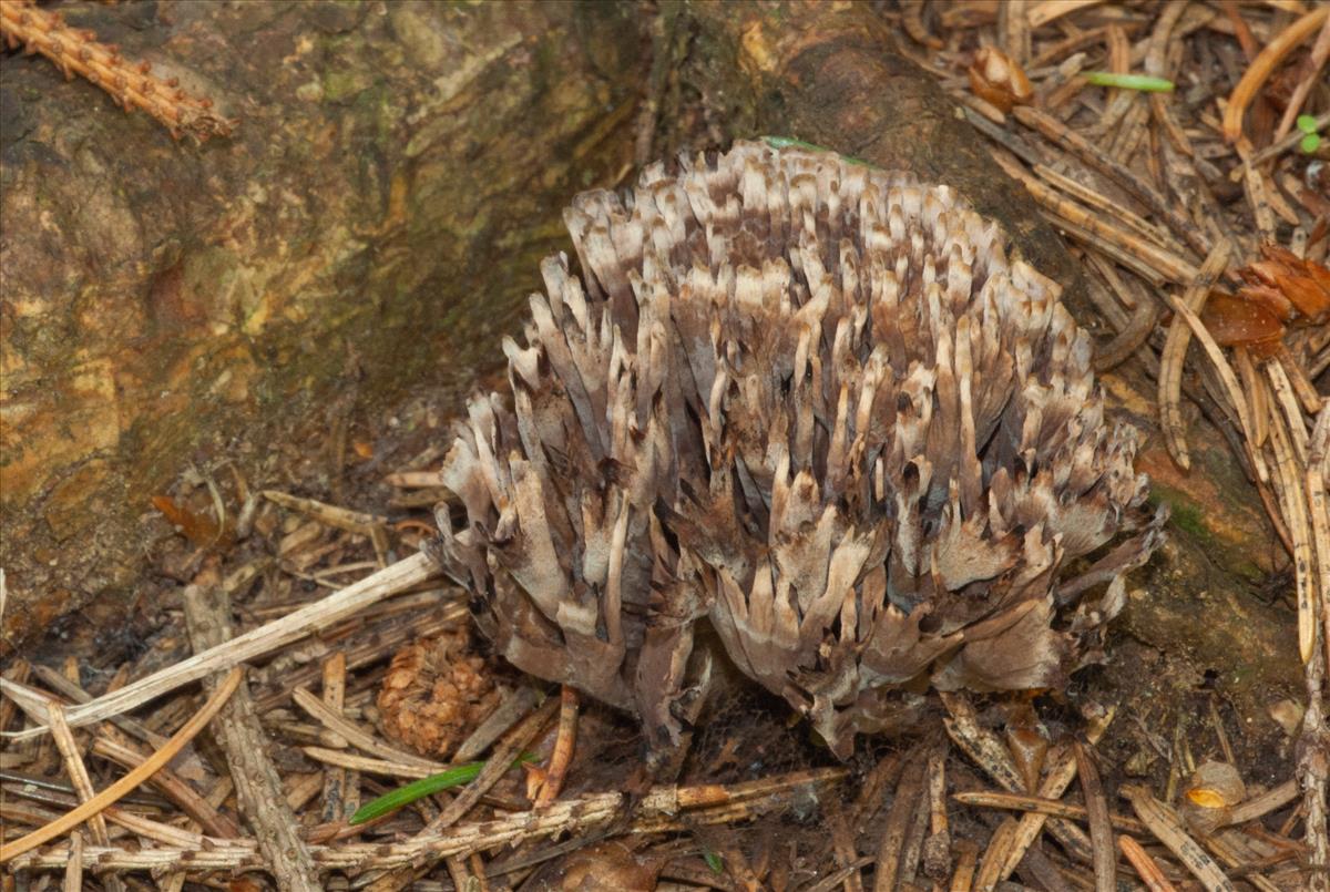 Thelephora palmata (door Evert Ruiter)