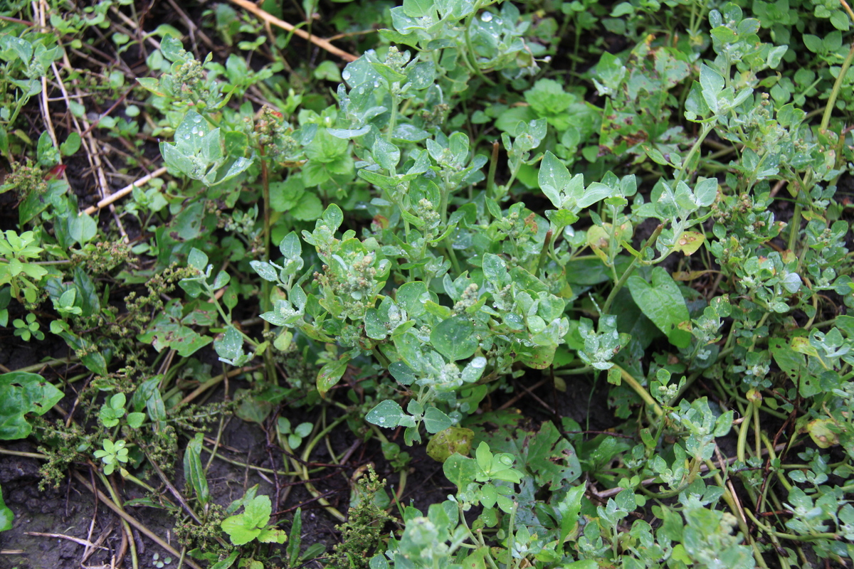 Chenopodium vulvaria (door Peter Meininger)