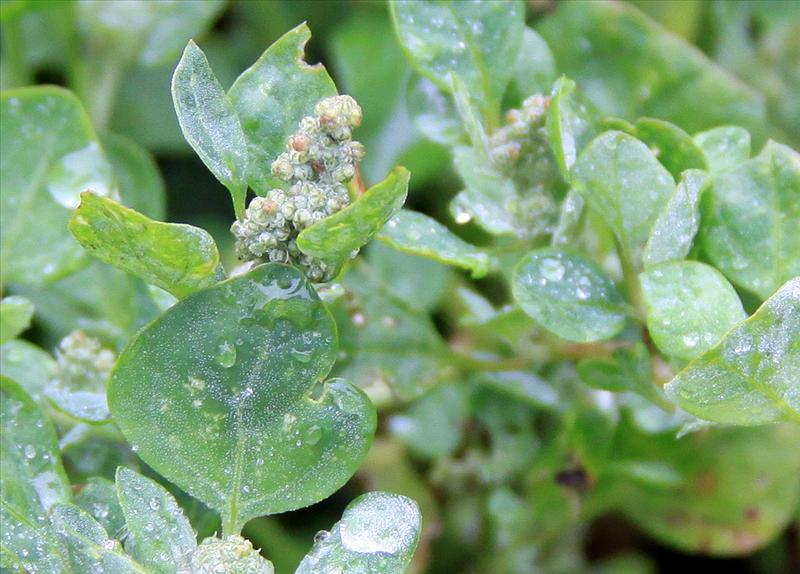 Chenopodium vulvaria (door Peter Meininger)